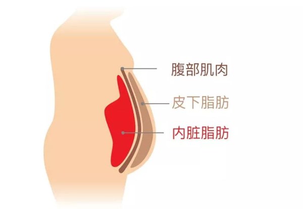 耀世娱乐体育为您讲解:内脏脂肪要怎么减